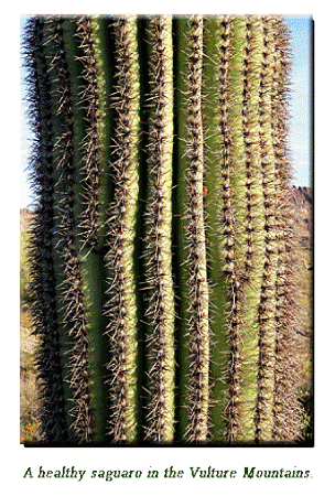 saguaro1